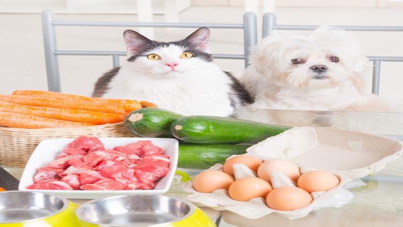 Selecting The Right Cat Food For Your Beloved Feline